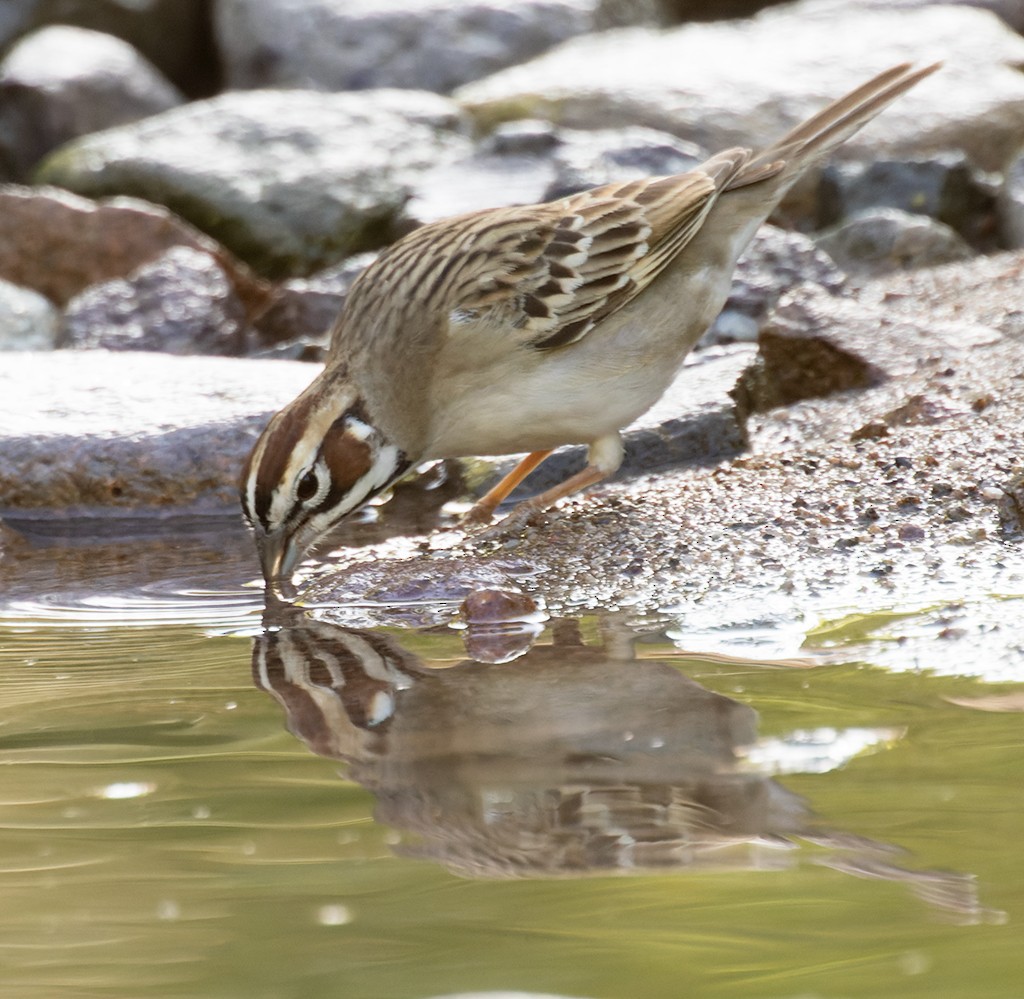 Lark Sparrow - manuel grosselet