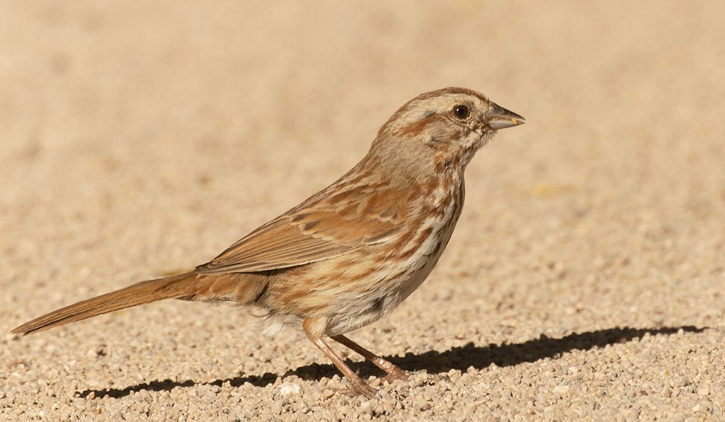 Song Sparrow - manuel grosselet