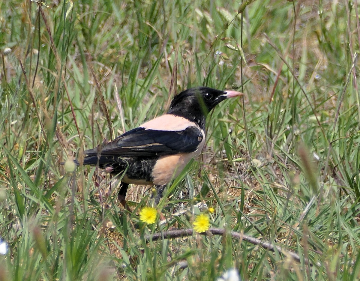 Rosy Starling - Dmitrii Konov