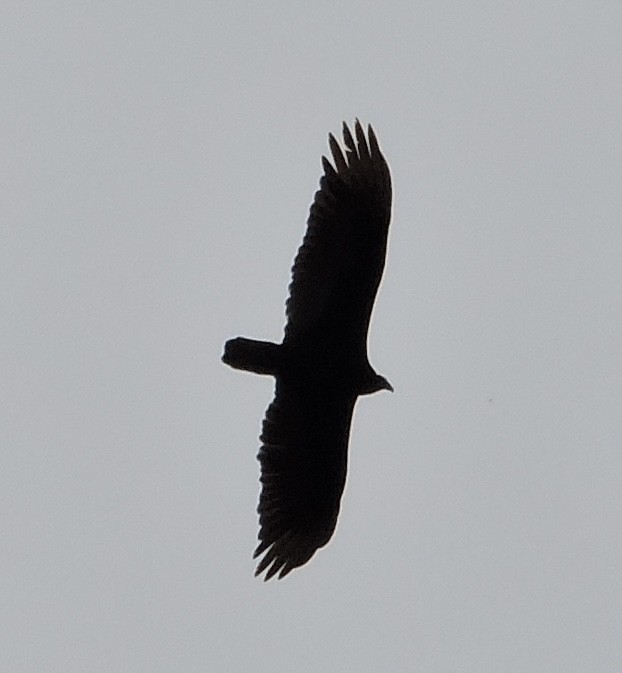 Turkey Vulture - John Boback