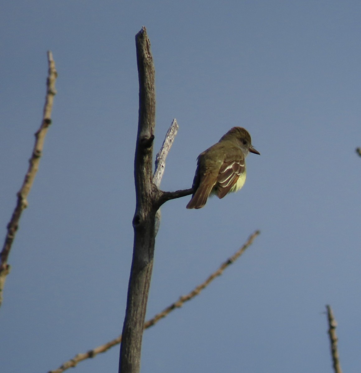 Great Crested Flycatcher - Emily Dunning