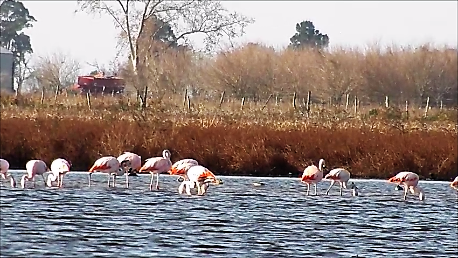 Şili Flamingosu - ML61913471