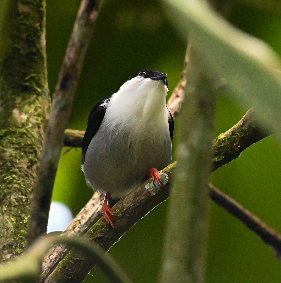 White-bearded Manakin - Guillermo Padierna