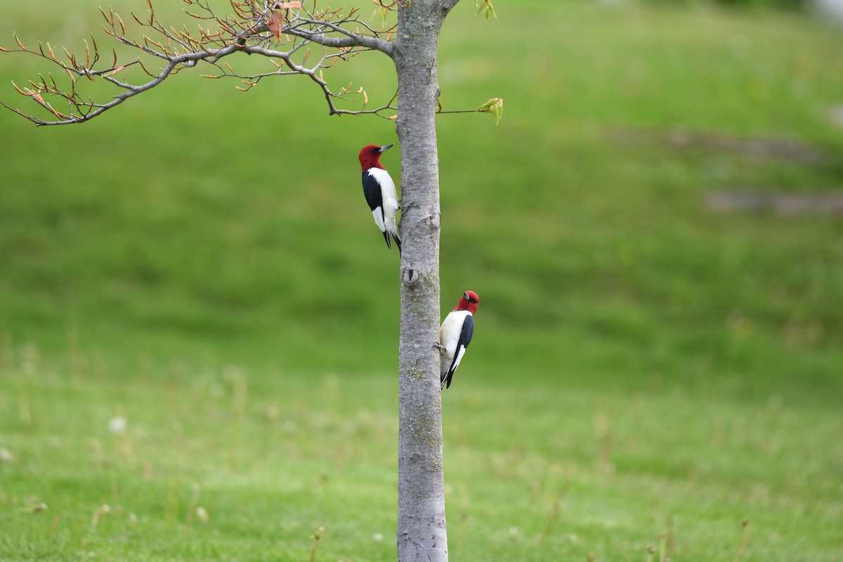 Red-headed Woodpecker - Andrew Schopieray