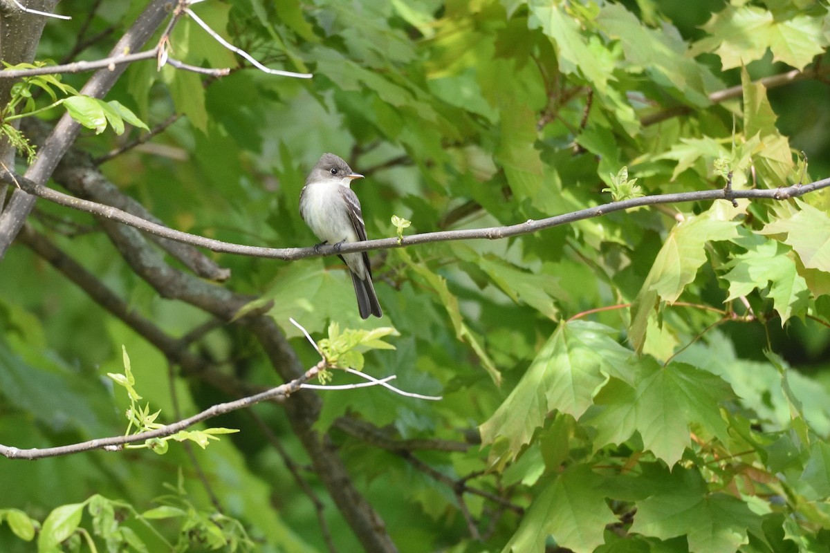 Eastern Wood-Pewee - ML619134734