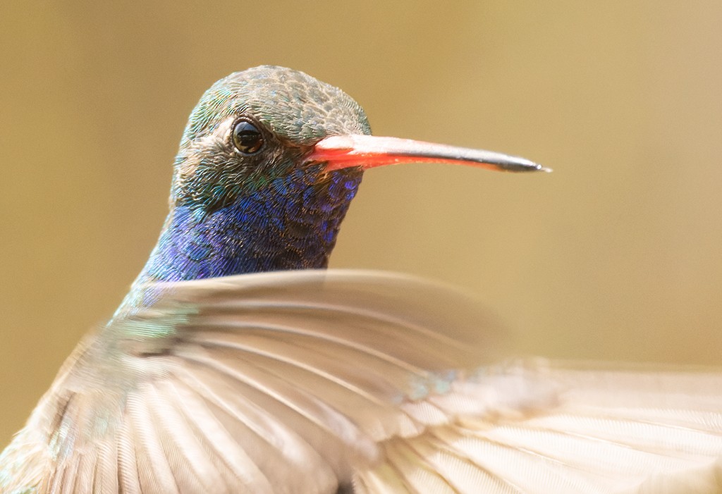 Broad-billed Hummingbird - manuel grosselet