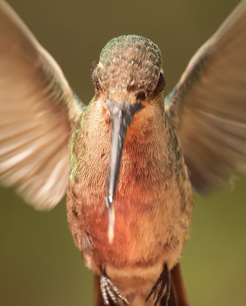 Broad-billed Hummingbird - manuel grosselet
