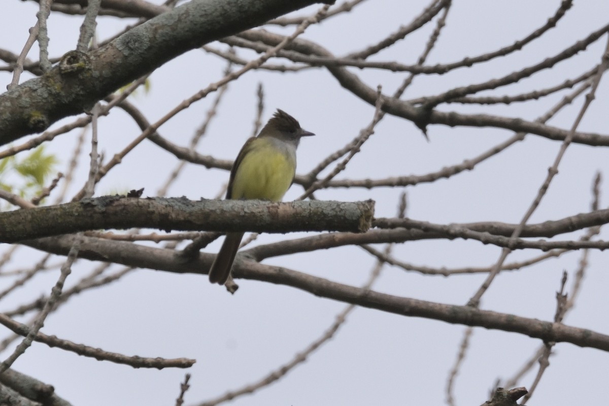 Great Crested Flycatcher - ML619134751