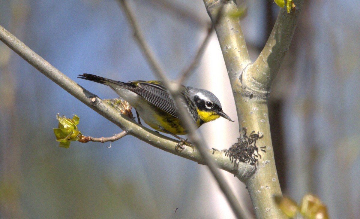 Magnolia Warbler - Michel Marsan