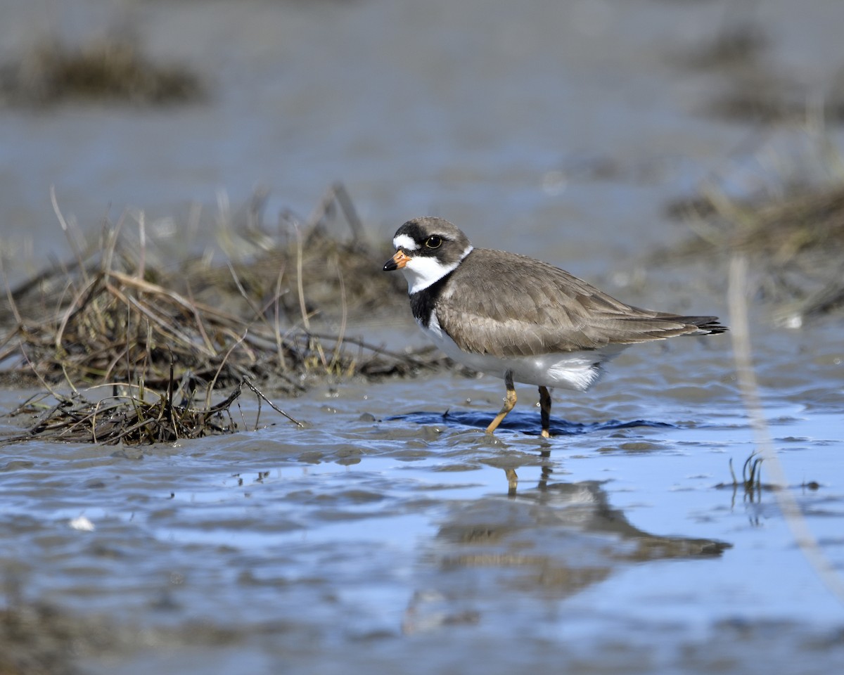 Semipalmated Plover - ML619134760