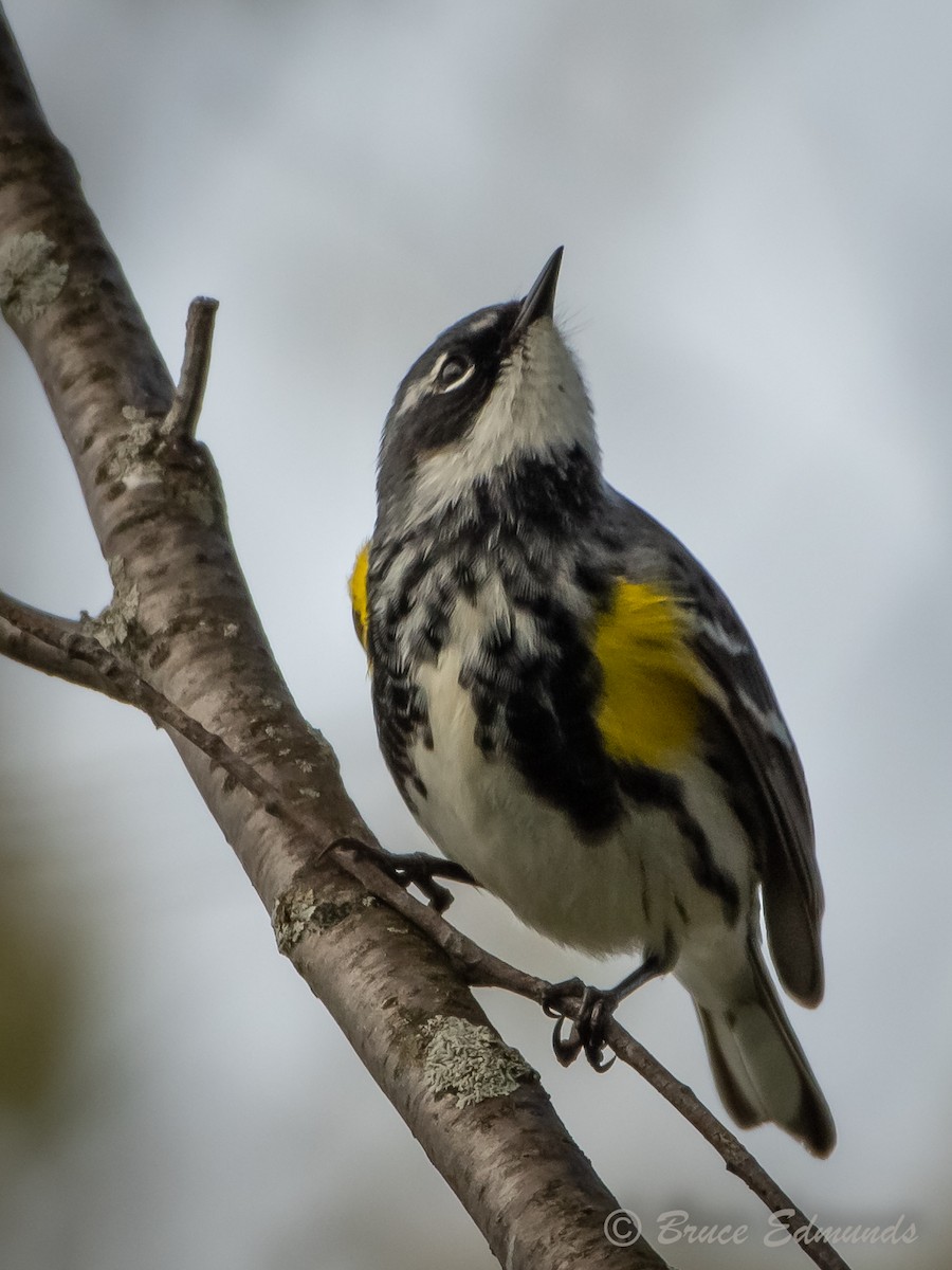 Yellow-rumped Warbler - Bruce Edmunds