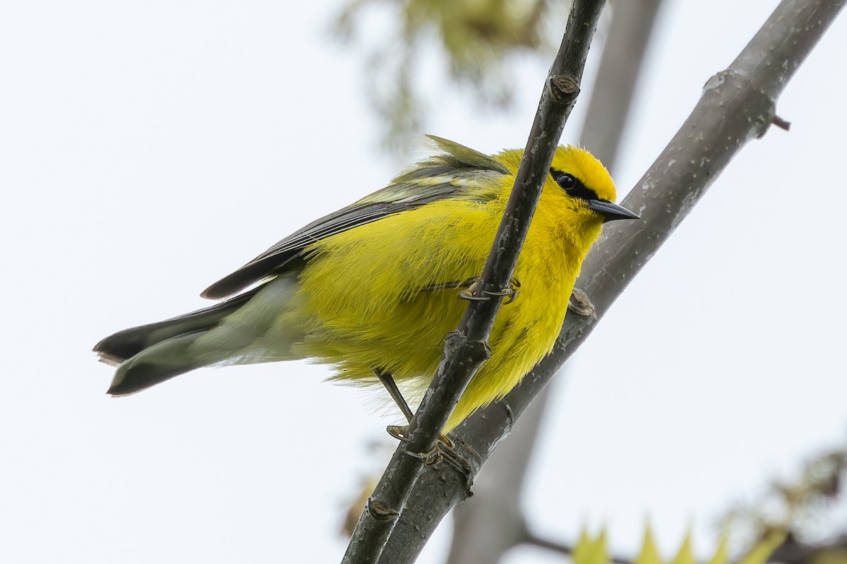 Blue-winged Warbler - Kyle Blaney