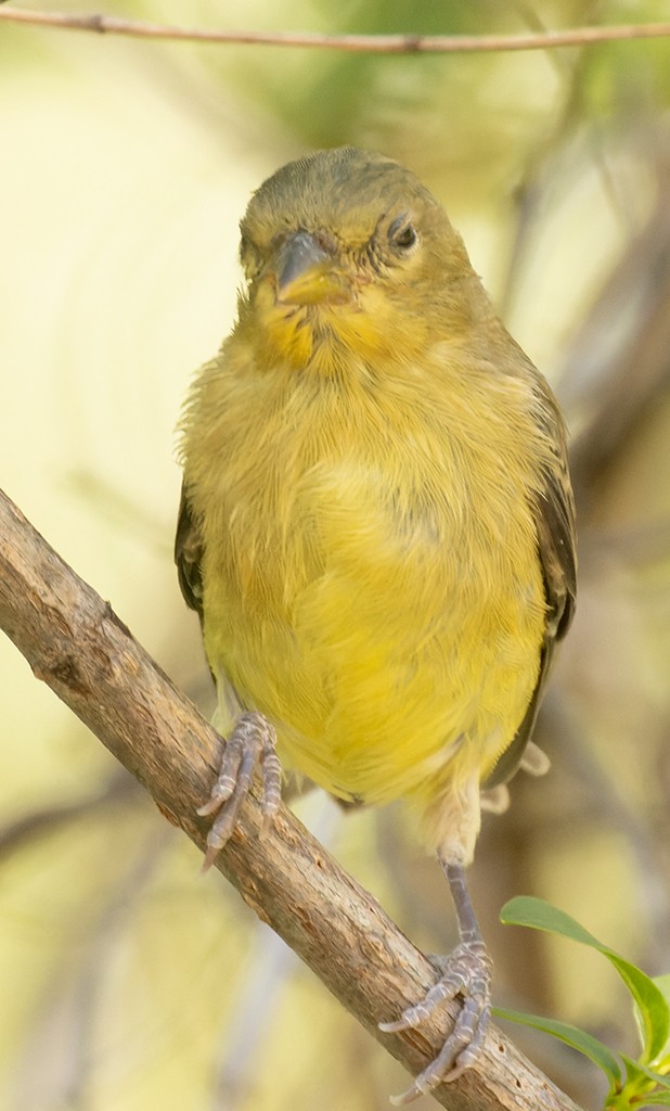 Lesser Goldfinch - manuel grosselet