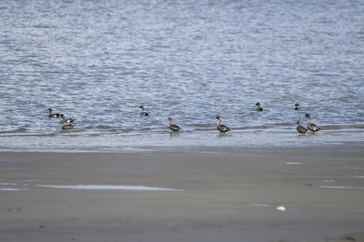 Northern Pintail - Carl Stein