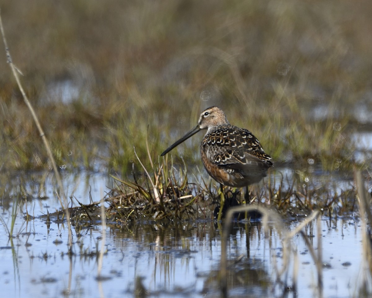 Long-billed Dowitcher - ML619134792