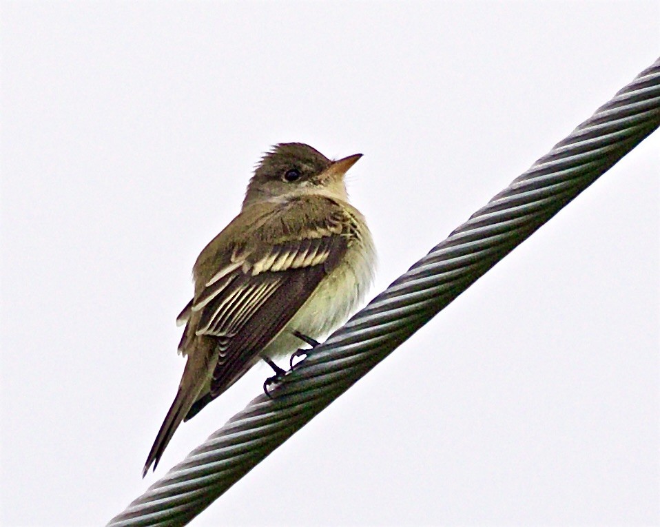 Willow Flycatcher - ML619134793