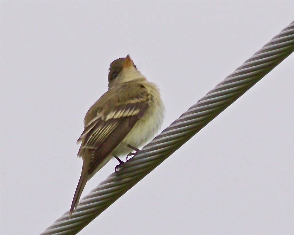 Willow Flycatcher - Jack & Holly Bartholmai