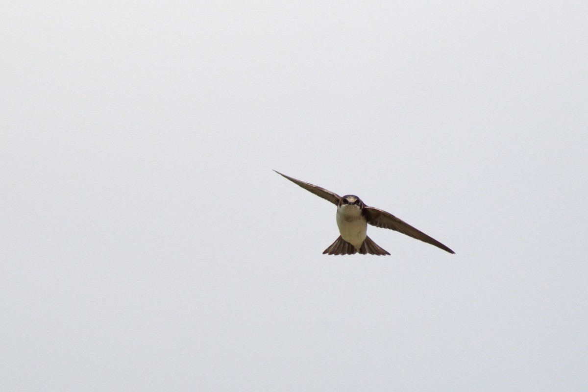 Tree Swallow - Myles Quirion