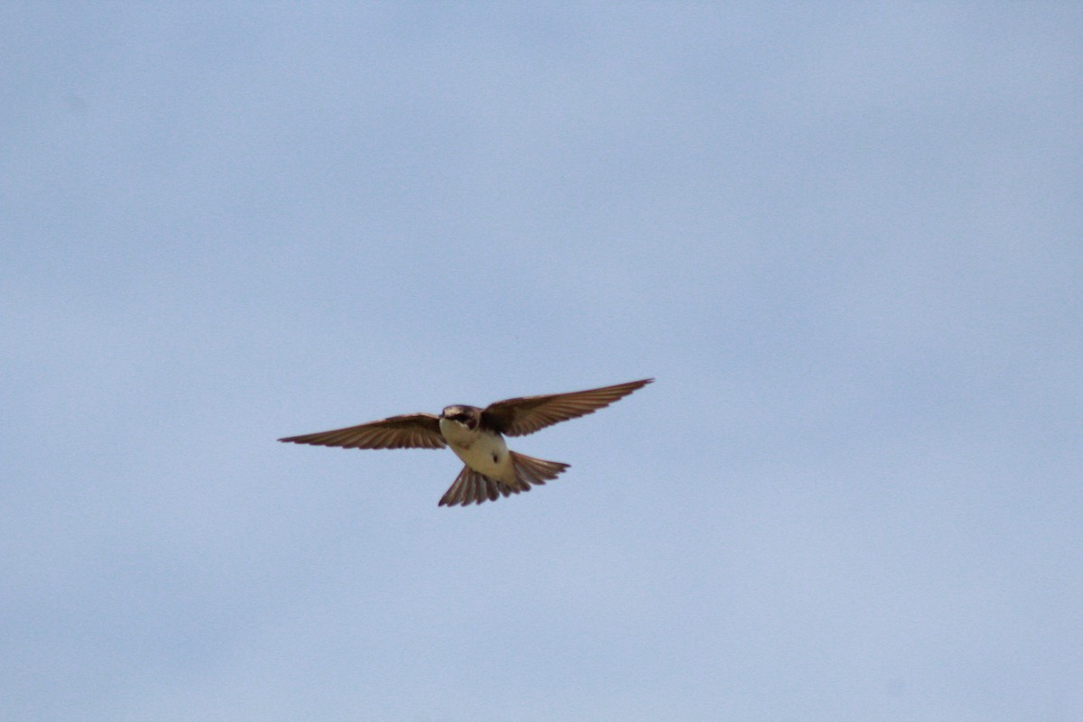 Golondrina Bicolor - ML619134801