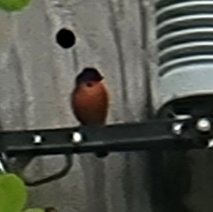 Painted Bunting - Terry McNeely