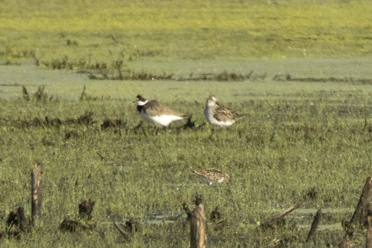 White-rumped Sandpiper - ML619134859