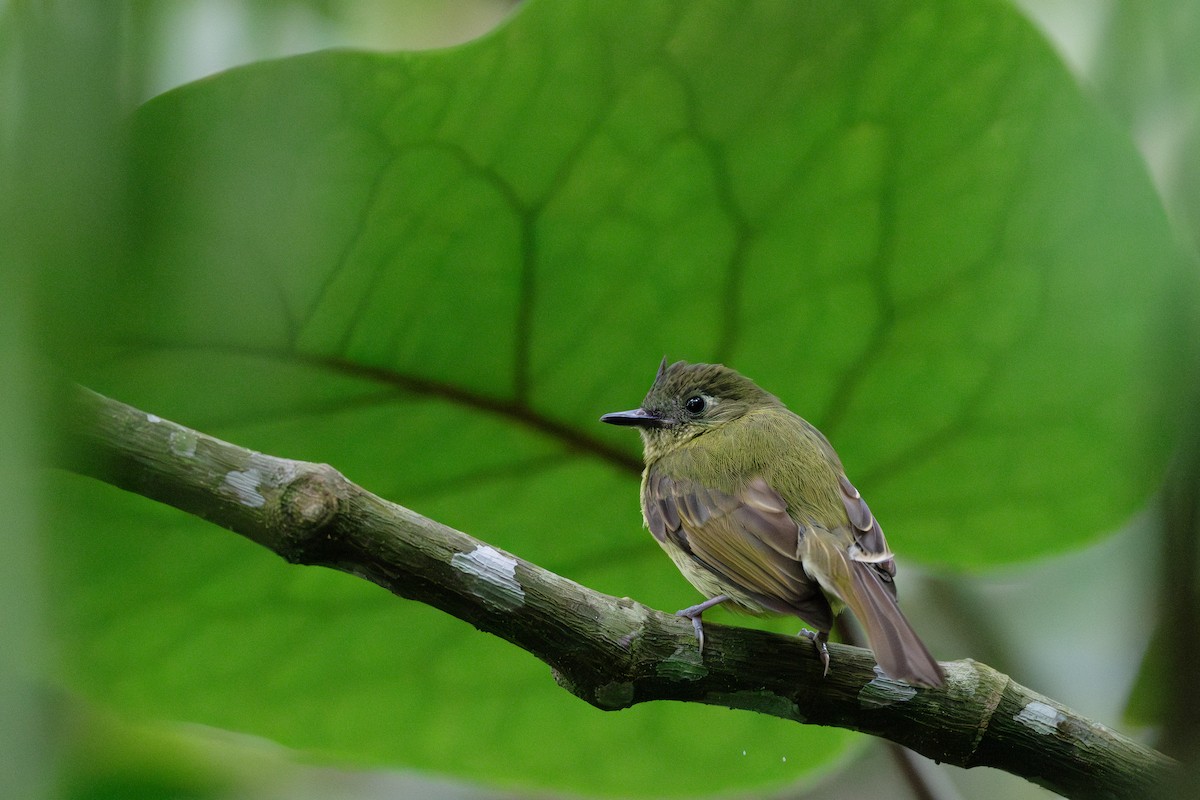 Olive-striped Flycatcher - ML619134875