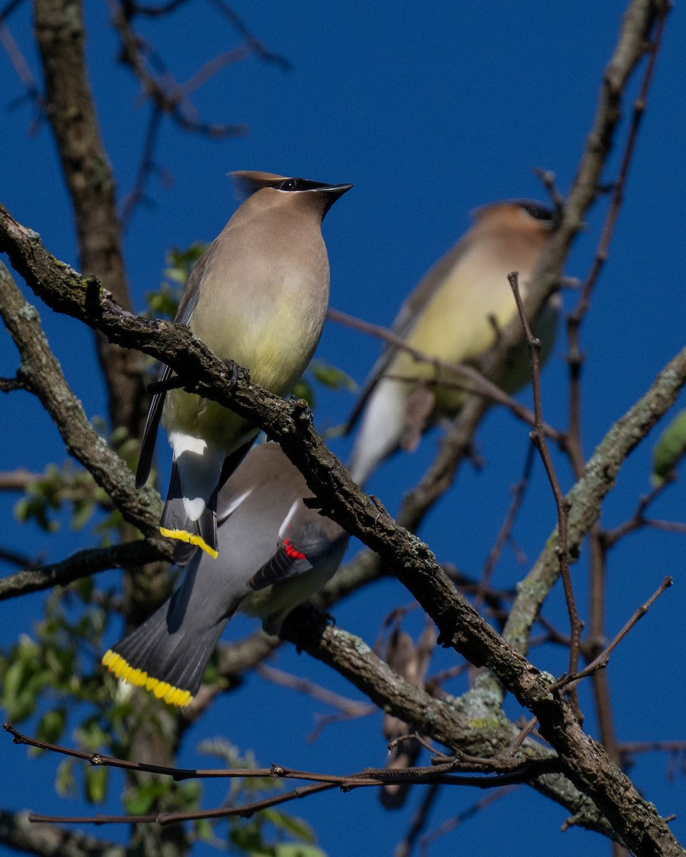 Cedar Waxwing - David Michnal