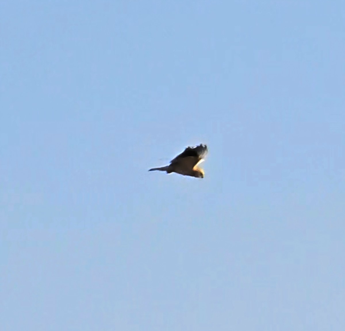 Black-winged Kite - Avishag Sudakov