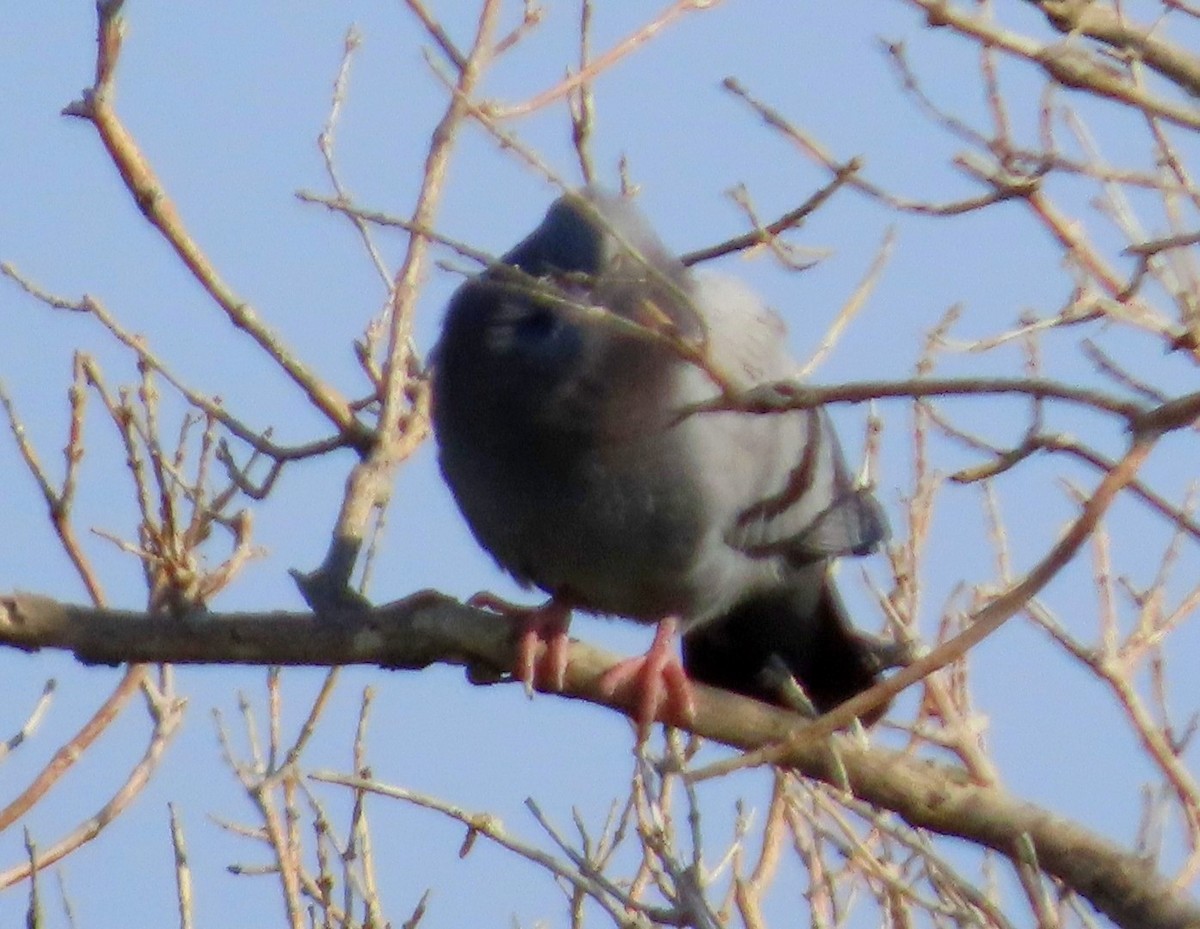 Rock Pigeon (Feral Pigeon) - Fran Kerbs