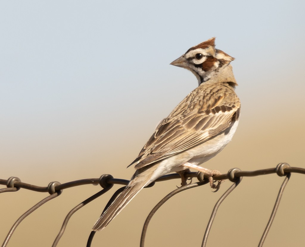 Lark Sparrow - manuel grosselet