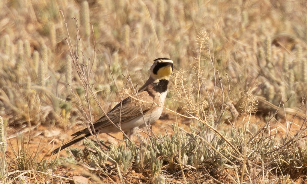 Horned Lark - manuel grosselet