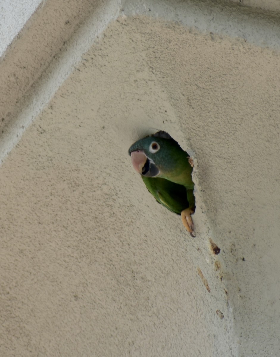 Blue-crowned Parakeet - LeaAnne DeRigne