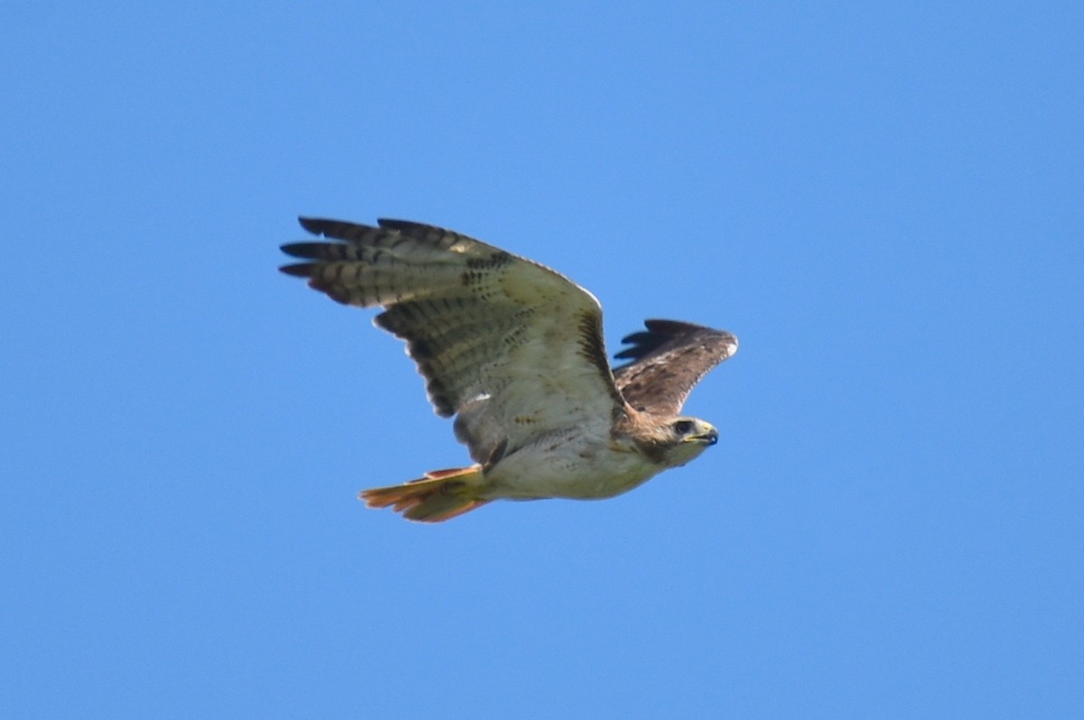 Red-tailed Hawk - Claire H