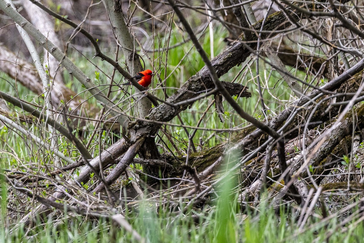 Scarlet Tanager - Jacques Brisson