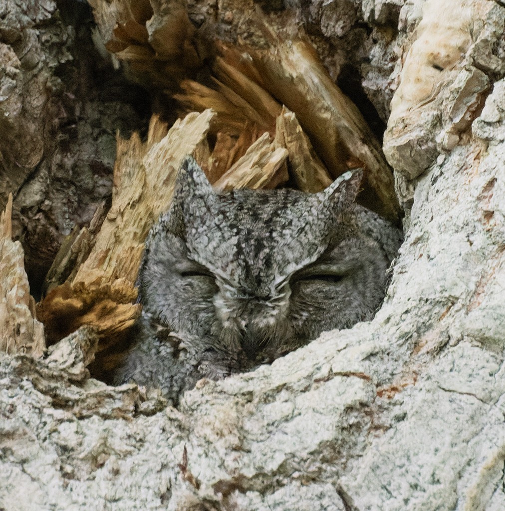 Western Screech-Owl - manuel grosselet