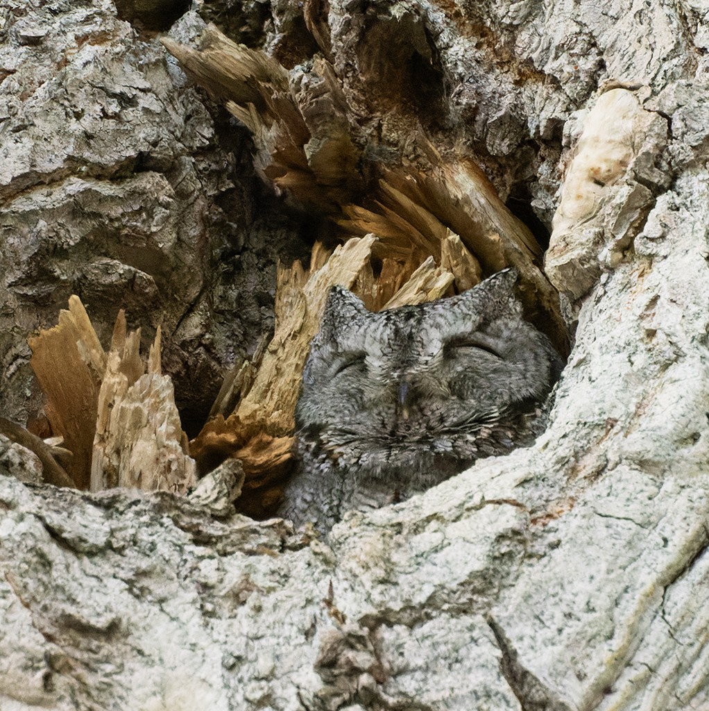 Western Screech-Owl - manuel grosselet