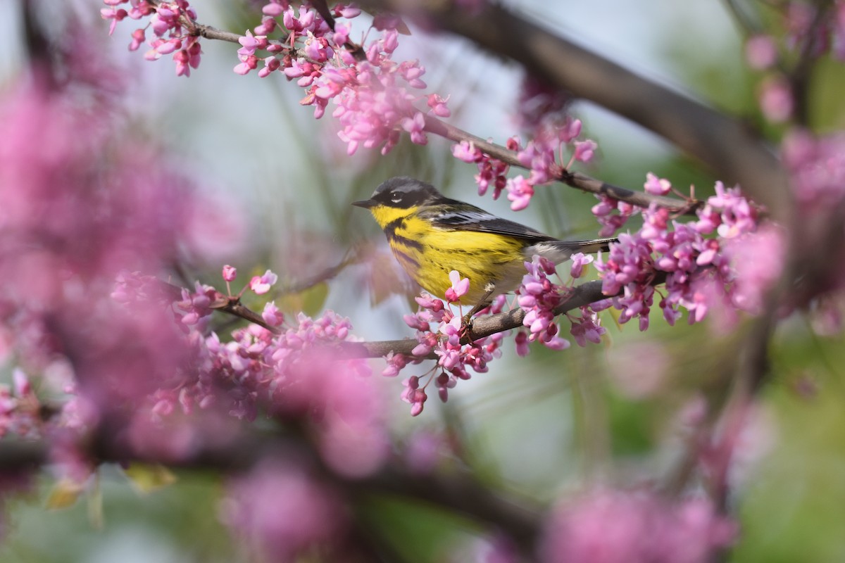 Magnolia Warbler - Andrew Schopieray