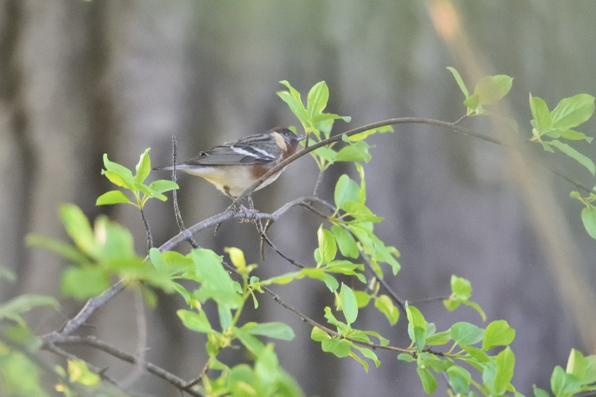 Bay-breasted Warbler - Andrew Schopieray