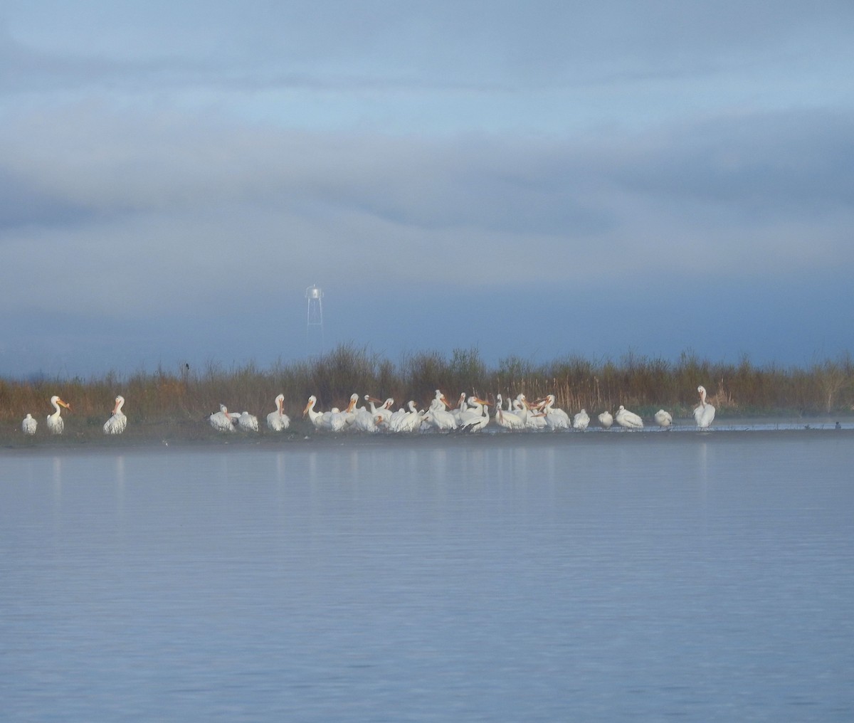 American White Pelican - ML619134977