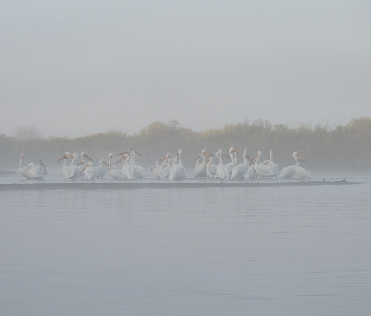 American White Pelican - ML619134979