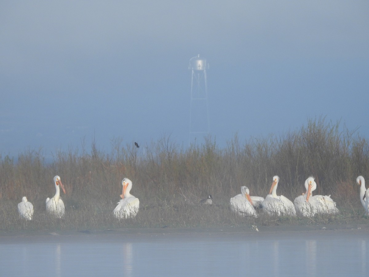 American White Pelican - ML619134980