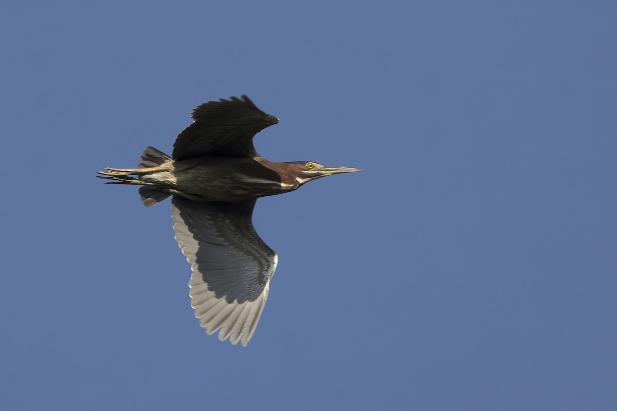 Green Heron - ML619134982