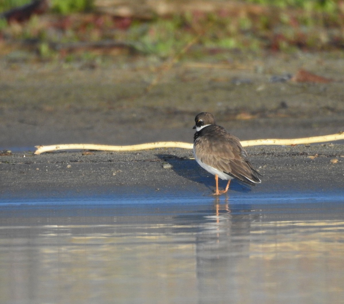 Semipalmated Plover - ML619134985