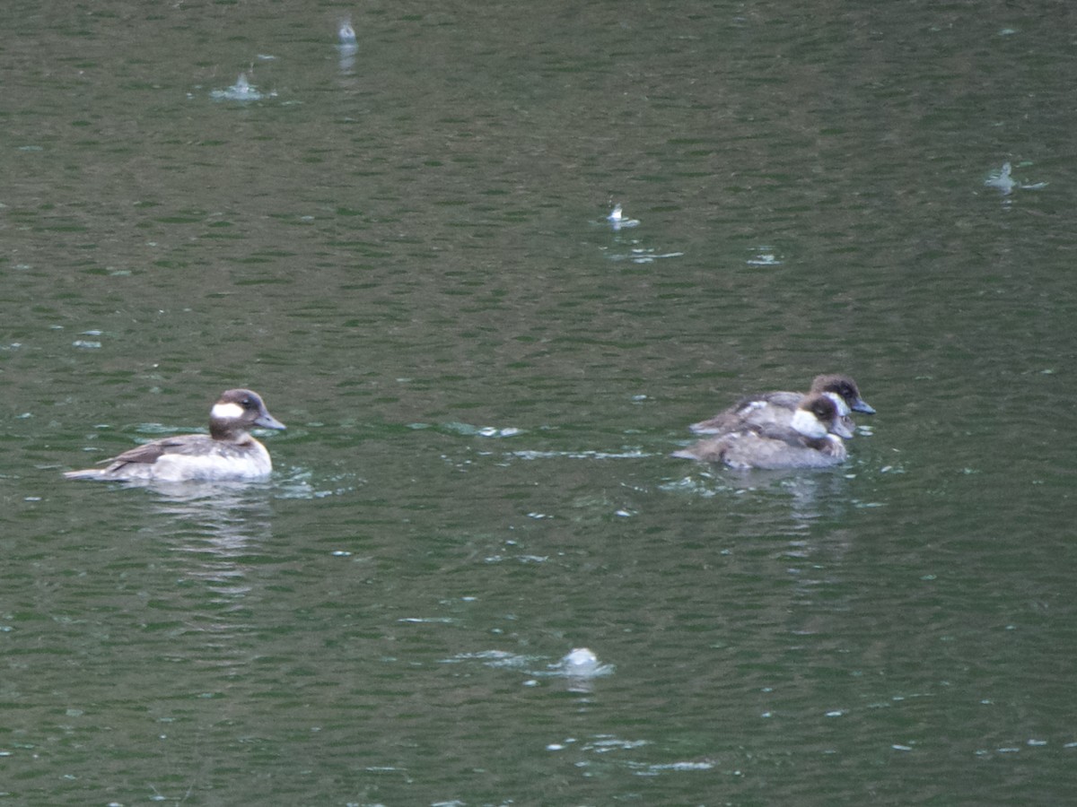 Bufflehead - Christopher Eliot