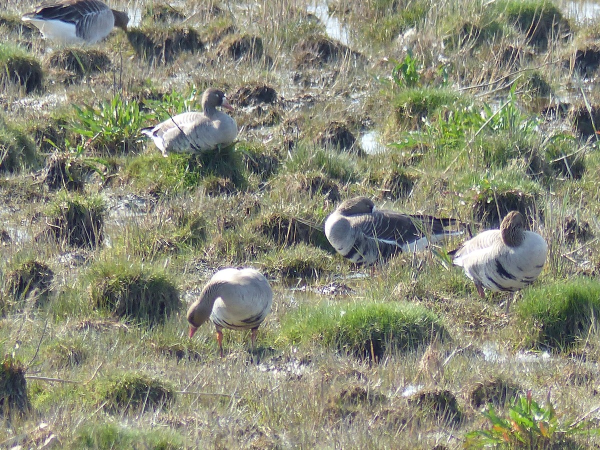 Greater White-fronted Goose - Coleta Holzhäuser