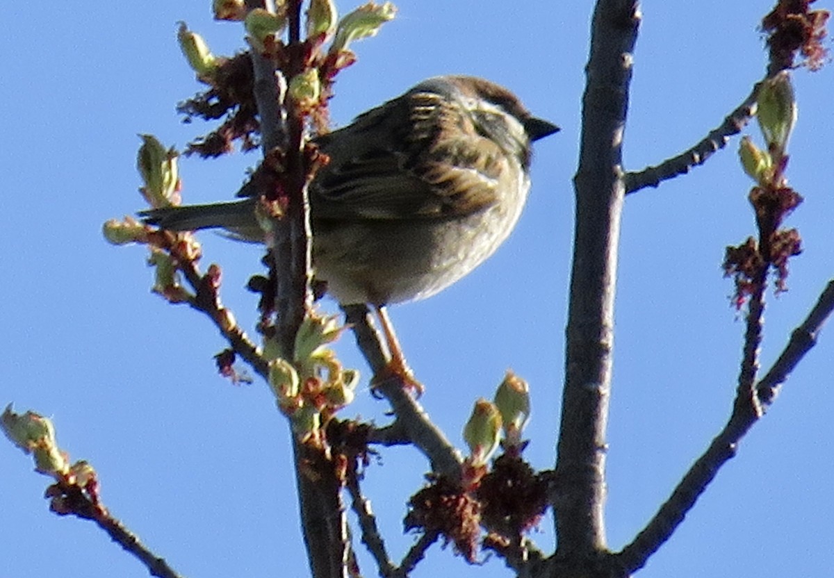 Eurasian Tree Sparrow - ML619134997