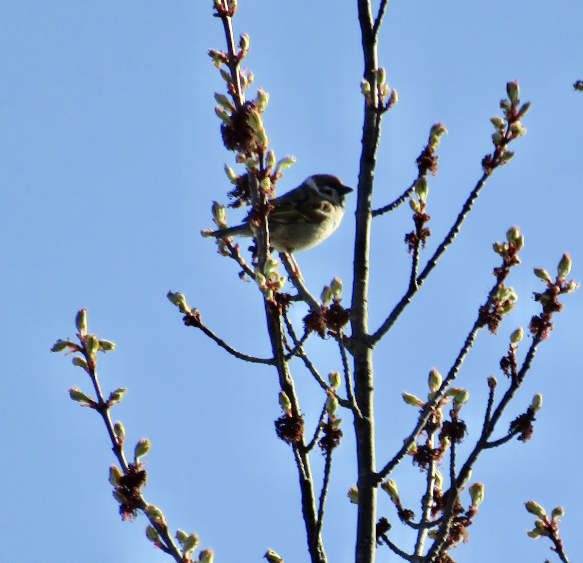 Eurasian Tree Sparrow - ML619134998