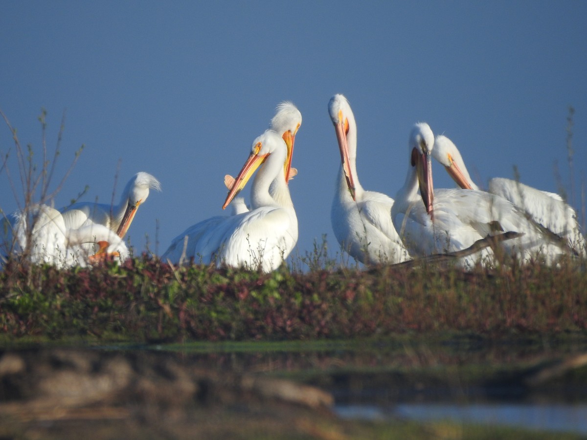 American White Pelican - ML619135000