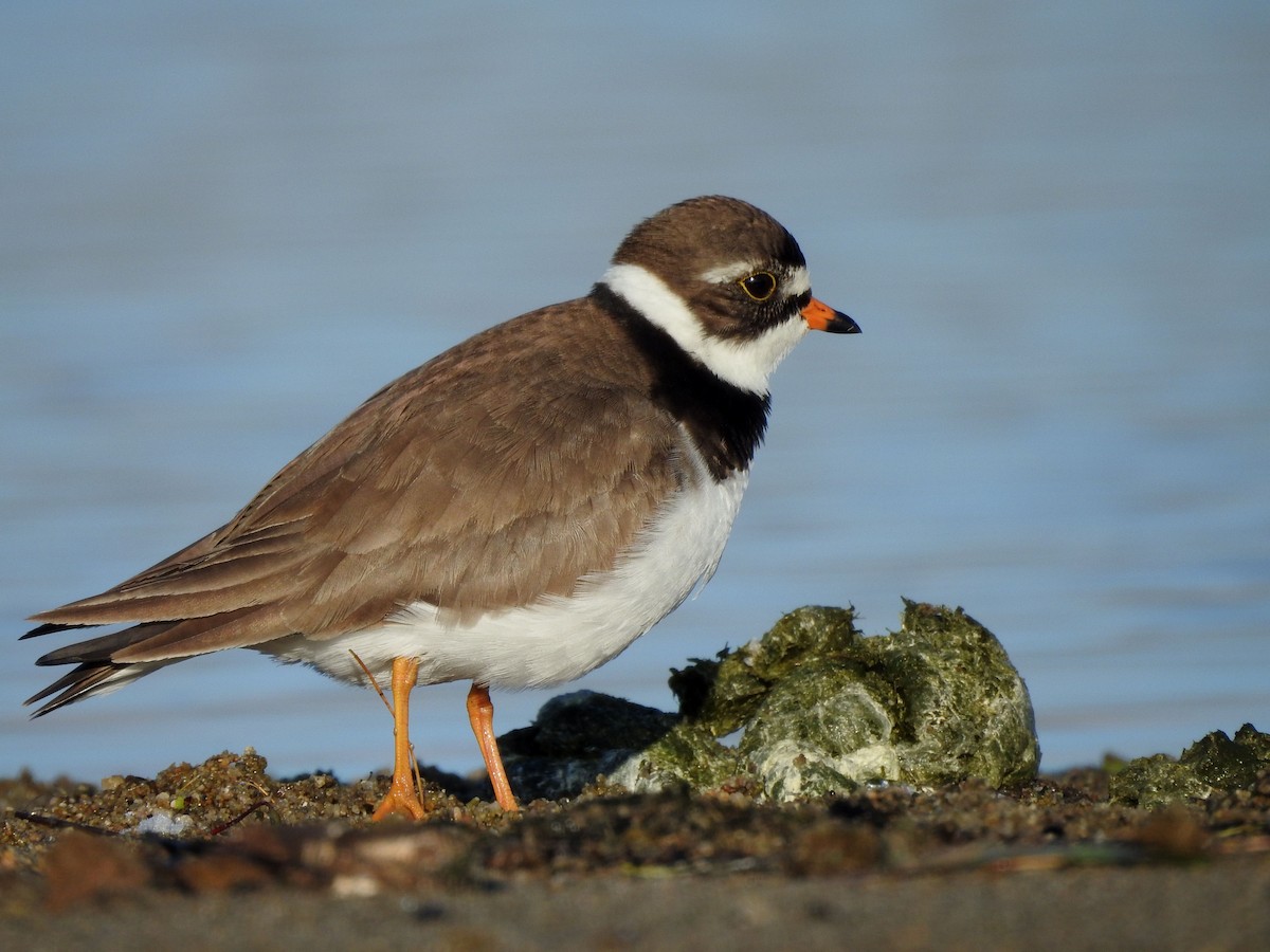 Semipalmated Plover - Shane Sater