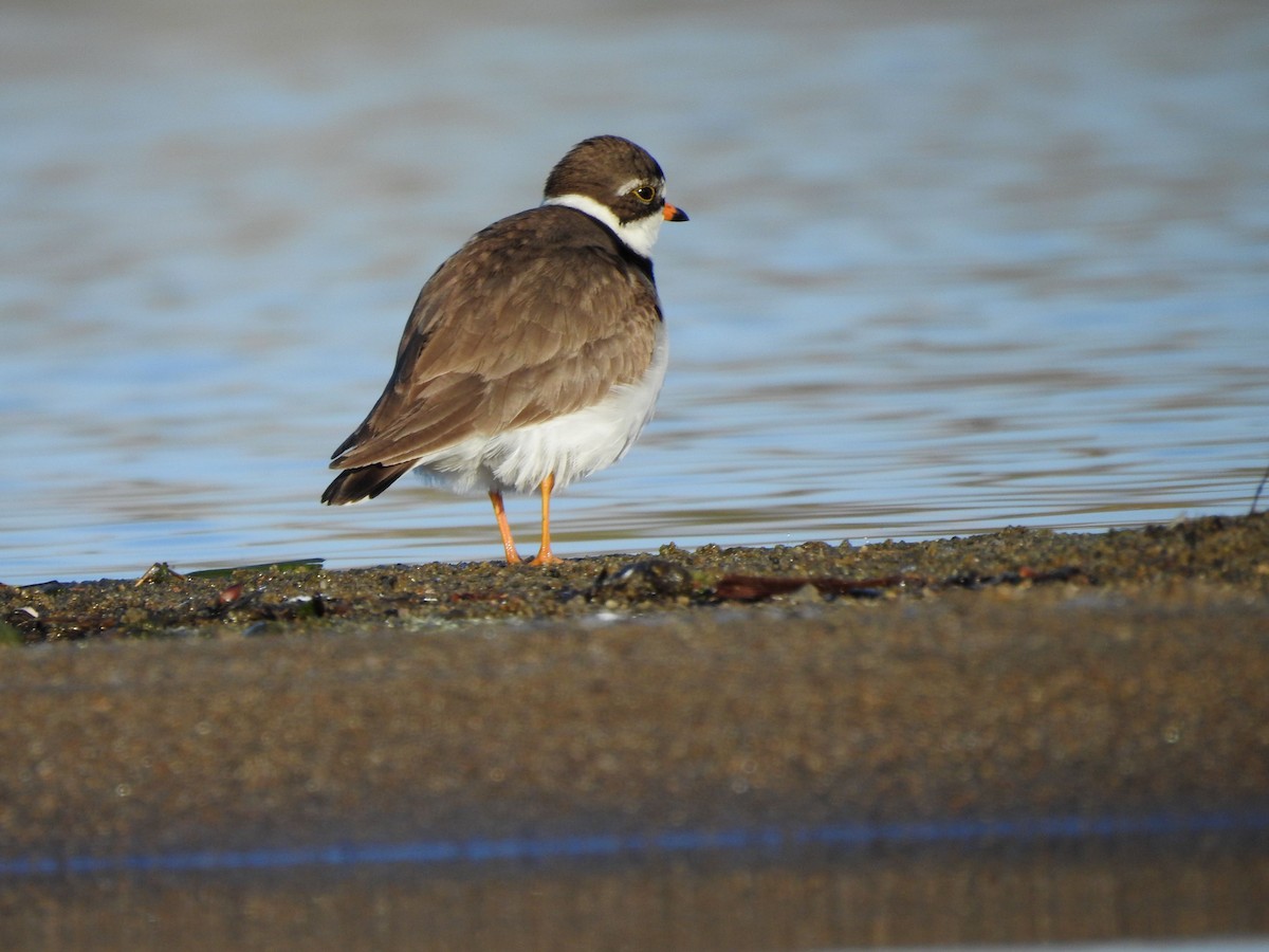 Semipalmated Plover - ML619135029